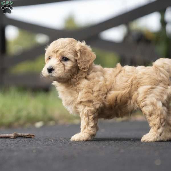 Cooper, Miniature Poodle Mix Puppy